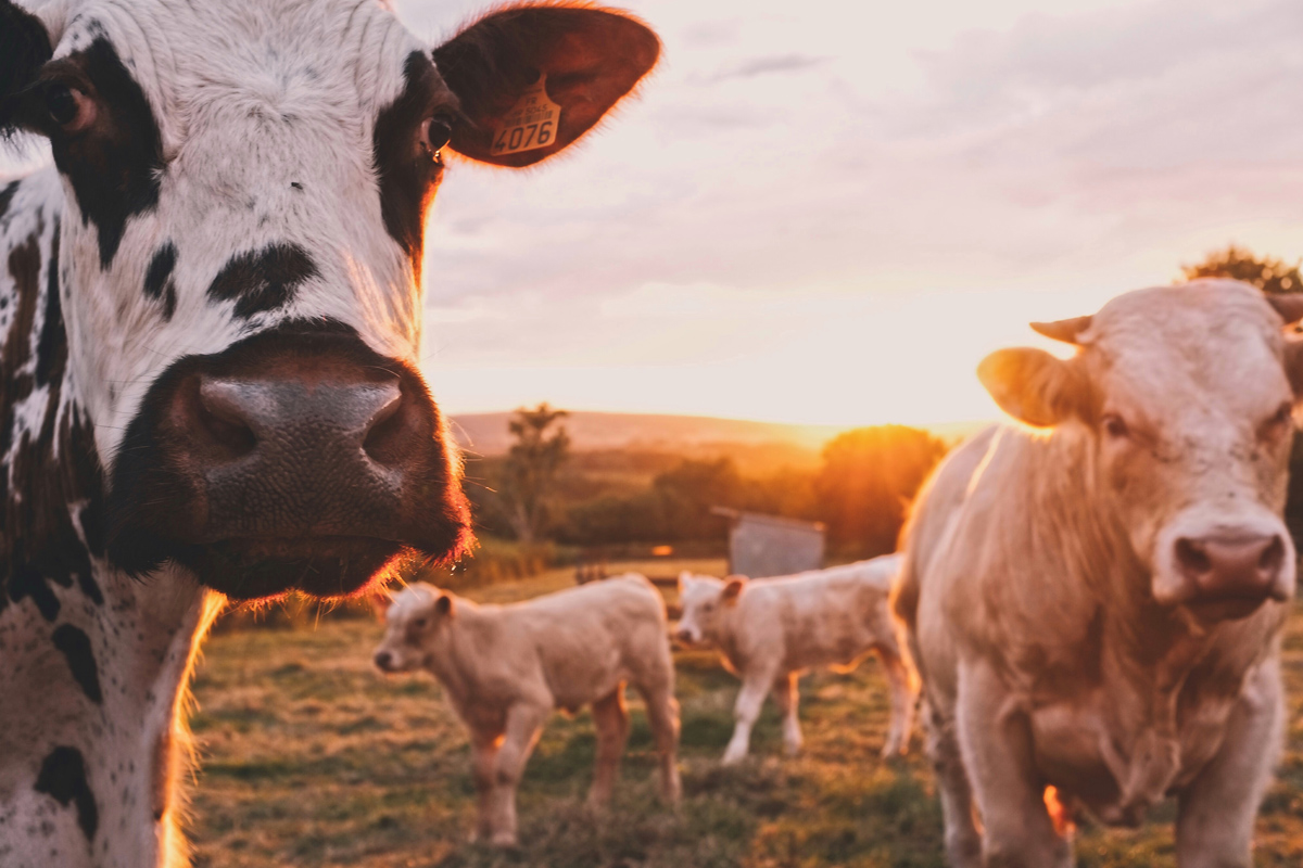 Organic Veggies in Your Diet