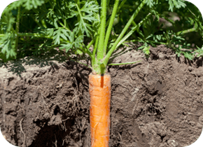 Carrot