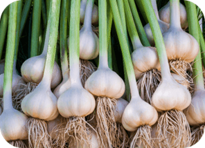 Garlic