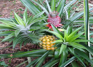 Agricultural Products