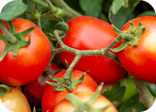 Agricultural Products